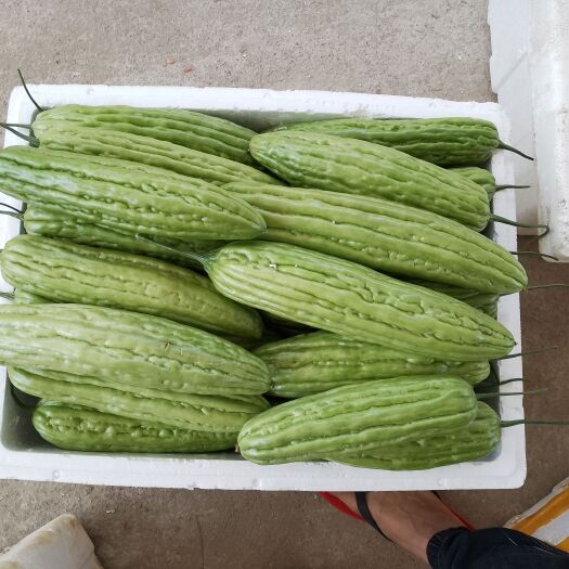 北海绿苦瓜 精品上市