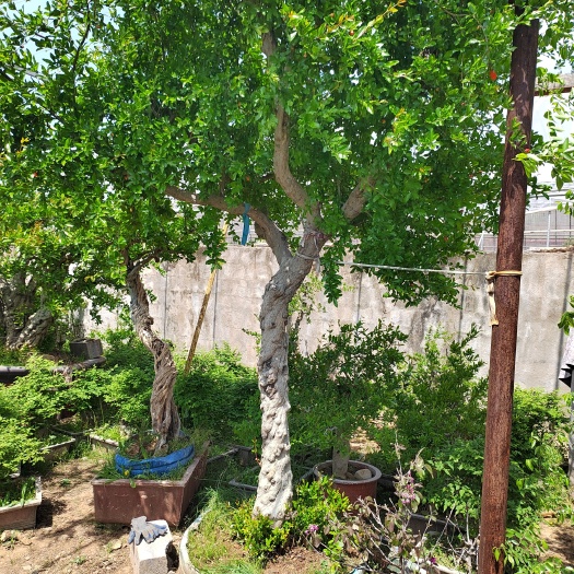 枣庄大红袍石榴苗 精品17