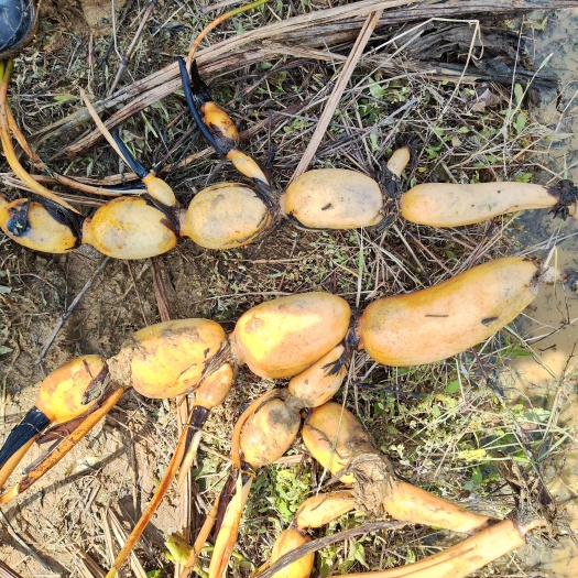 樟树市鄂莲6号藕种苗 第一年新6号藕种