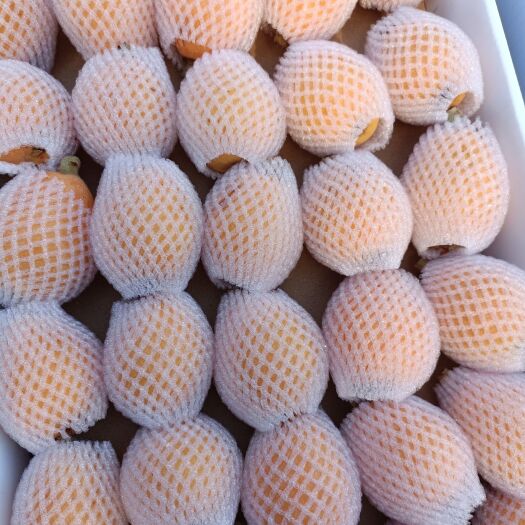 仙游县大五星枇杷 季节水果，枇杷