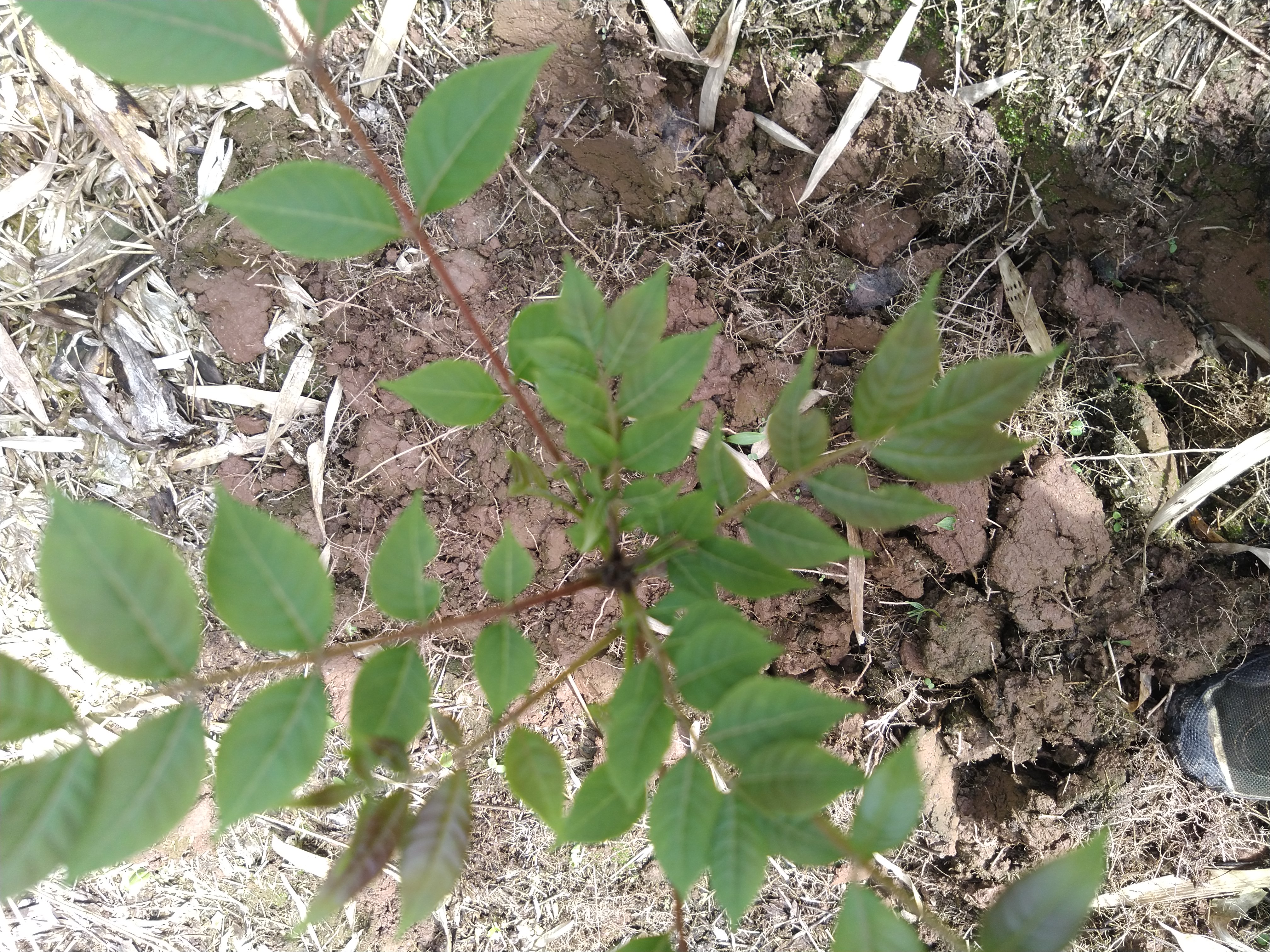 吴老师你好请问你下我刚种下的黄柏苗刚发嫩芽在嫩芽