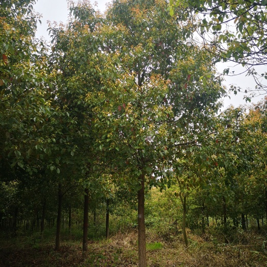 武汉 香樟
