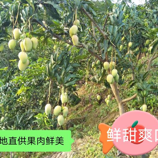 镇宁县金煌芒 农家自己种的芒果，鲜美而甜