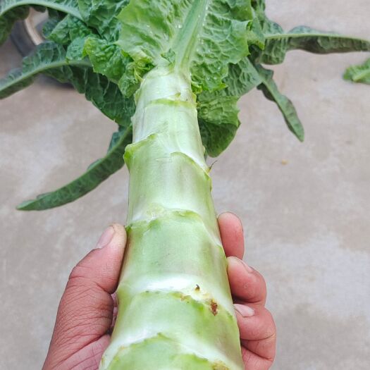 天门市 红叶莴笋大量现货，无空心，