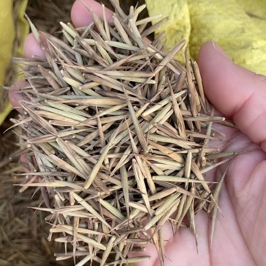 沭阳县毛竹种子 楠竹种子