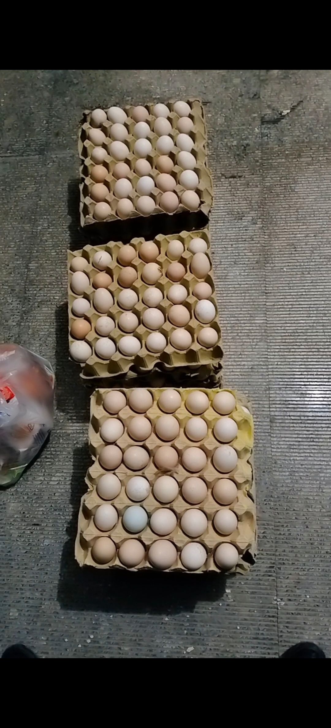 土鸡蛋 散养柴鸡蛋种蛋