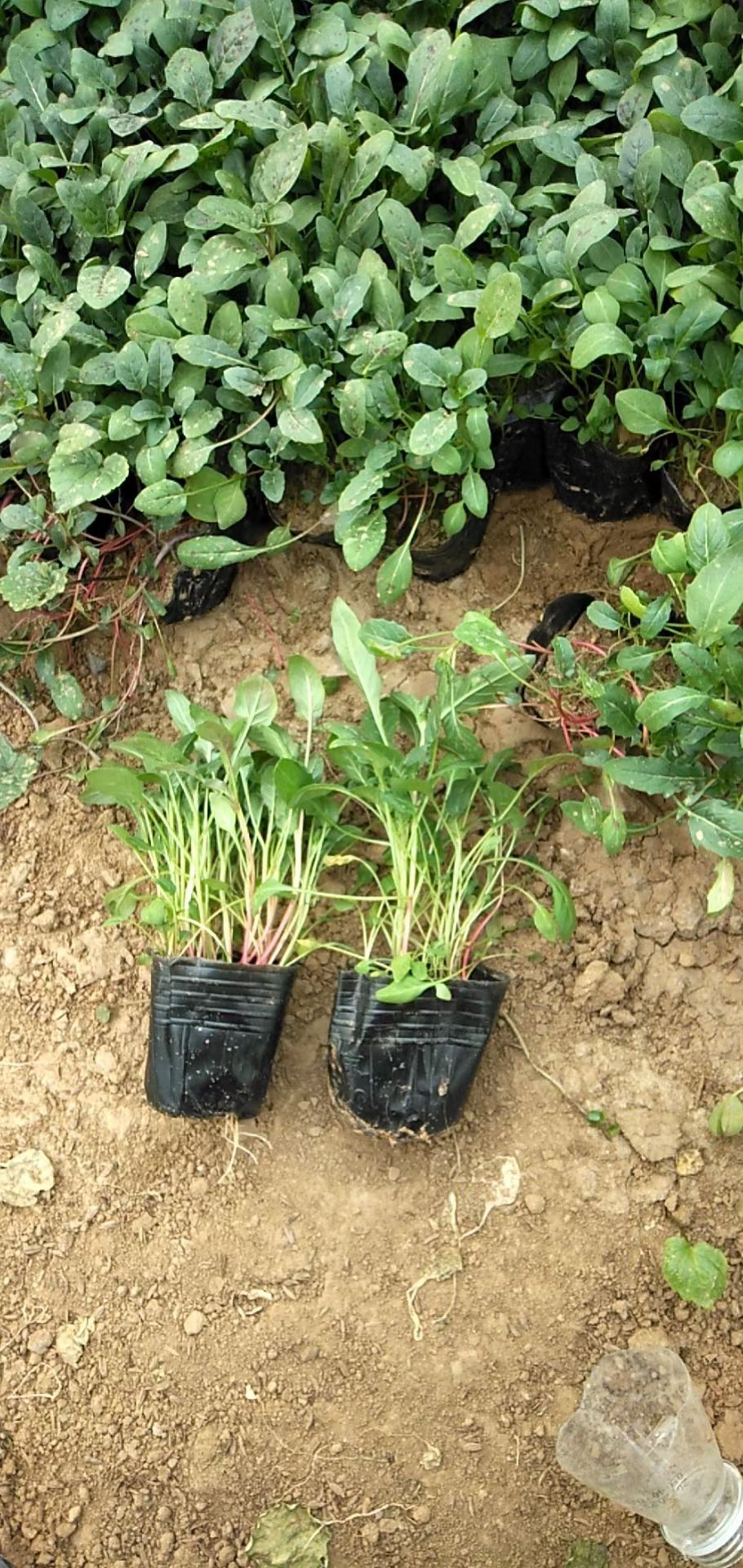 美丽月见草 多年生地被草花 花海花境用苗 基地直发