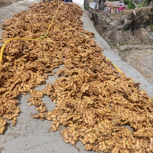 永泰县 特级老姜。窑洞。储藏。