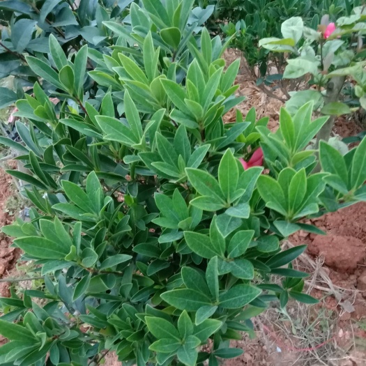 衡山县山茶花 四季红山茶