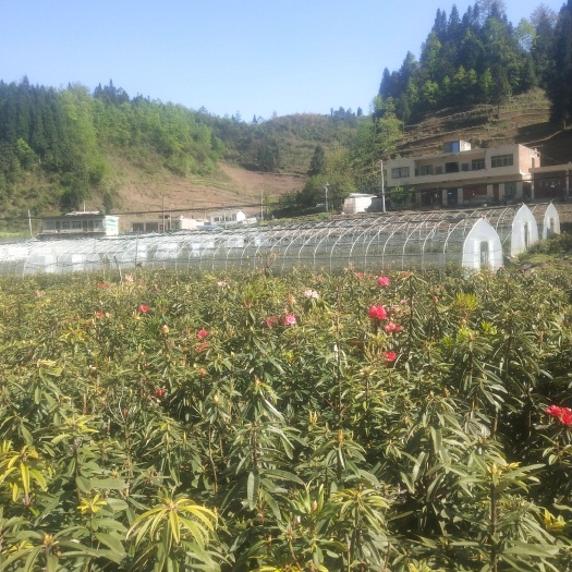 纳雍县高山杜鹃 马缨花苗