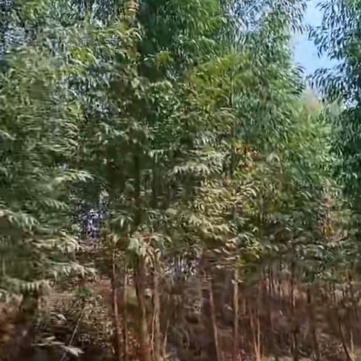 隆林县灌木林地 贵州二代桉树林一年到二年树龄一万一千亩转包16年、3500元
