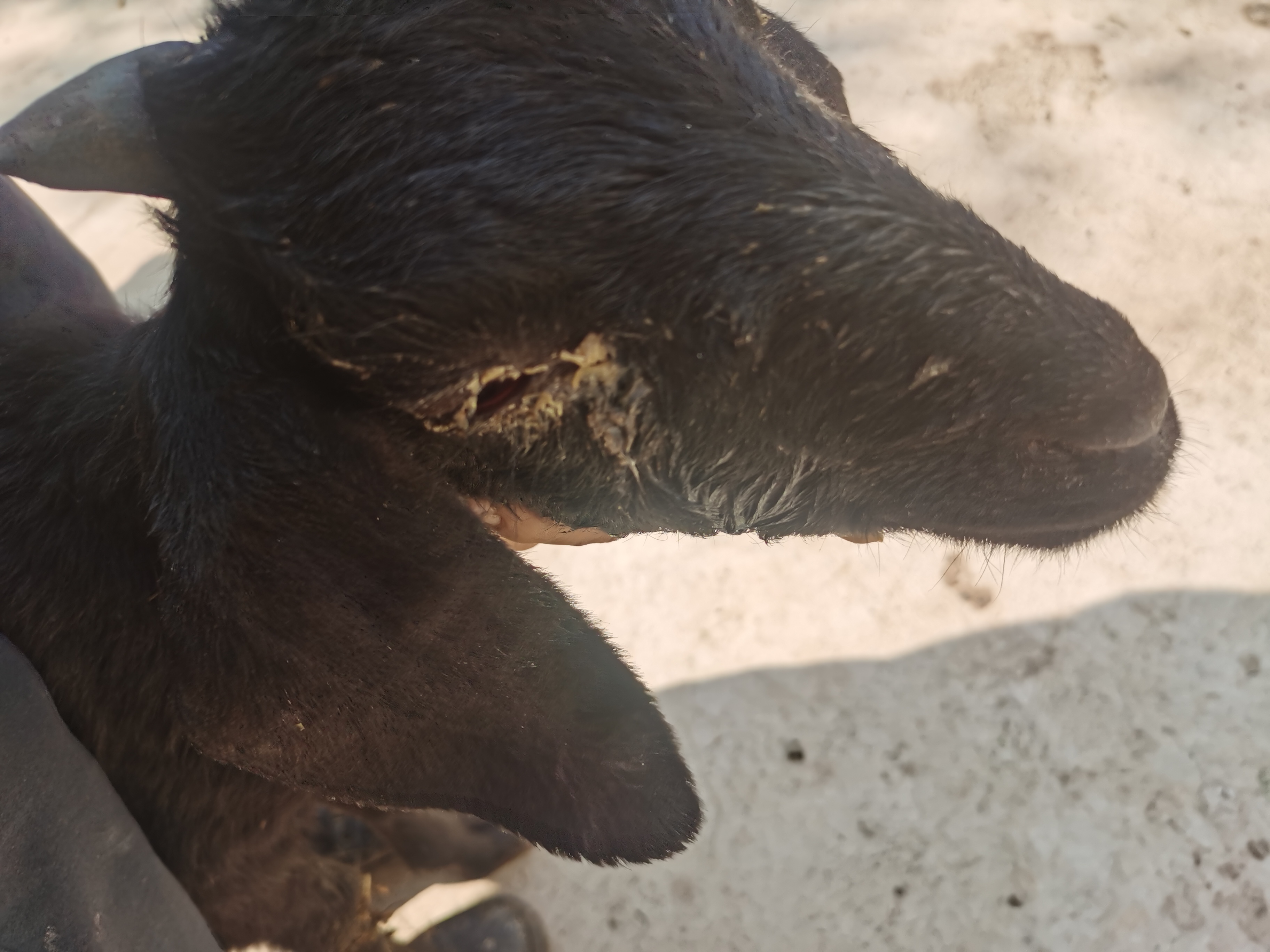 你好老师小羊吃喝正常就是眼睛上长了好多眼屎眼睛还有点红这种是生病