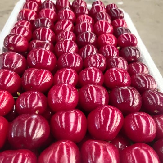 临朐县山东临朐大樱桃大量上市 美早 红灯 布鲁克斯等品种齐全