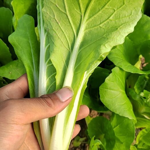 商丘快白菜 快菜