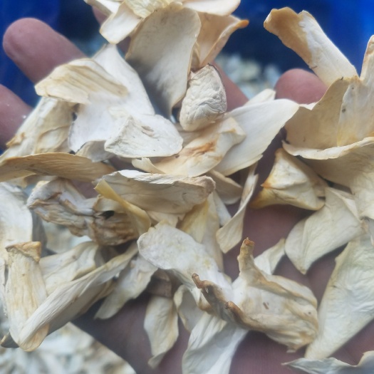 干杏鲍菇 杏鲍菇根片，质优价廉，自家烘干，有意可谈