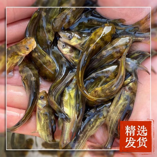 广州 黄骨鱼苗黄辣丁鱼苗
