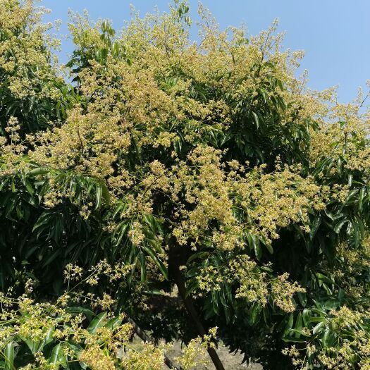 广州桂味荔枝 从化桂味，一件代发，6月上市自家果园