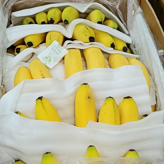 泸州 云南高原香蕉