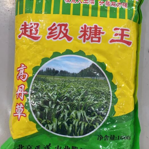 沭阳县苏丹草种子 超级糖王