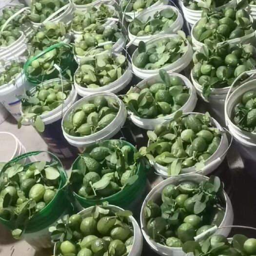 阳春市 广东香水柠檬，香味浓郁，计多