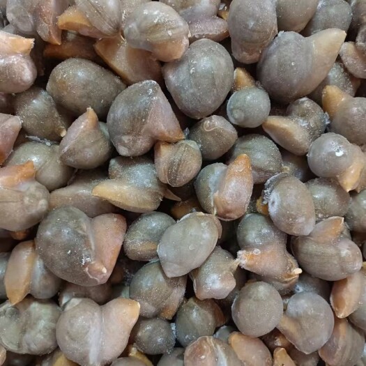 全熟免洗假鮑魚，鮑魚螺
