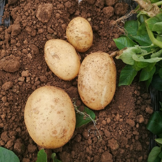 枣庄荷兰土豆 大棚土豆