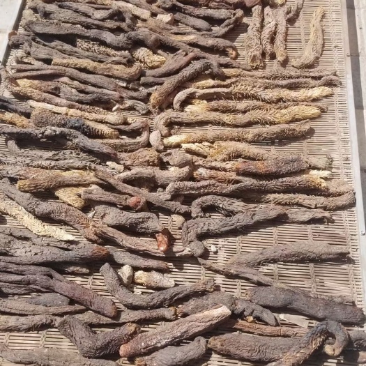 武威 肉苁蓉
