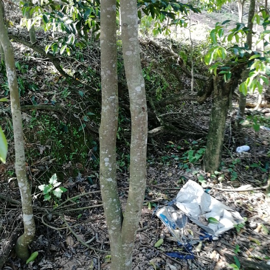 茂名奇楠沉香树 绿奇楠汝湖高300cm，直径10-14cm生势强
