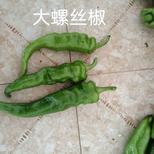 钦州尖椒 现货