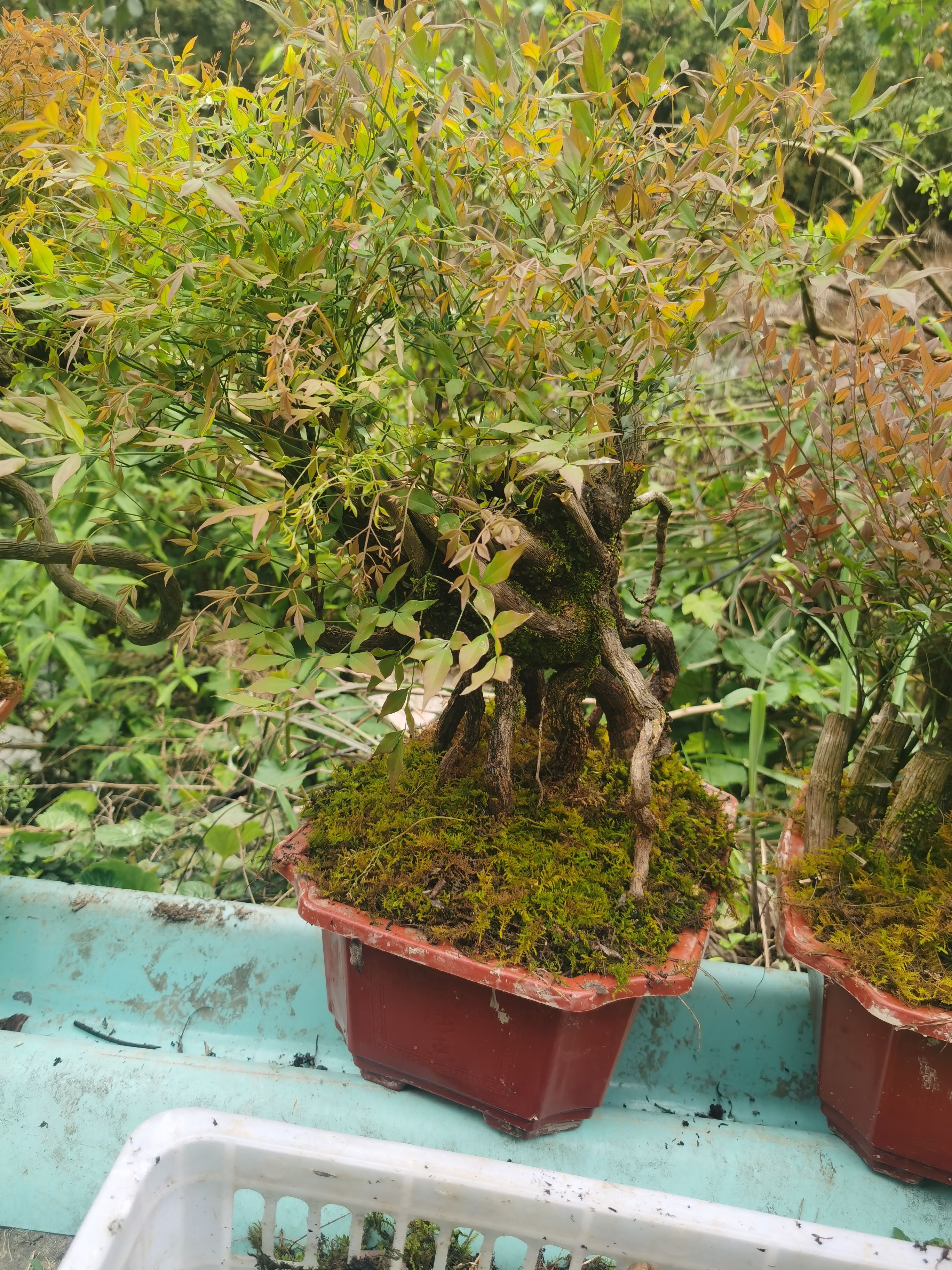 南天竹，南天竹盆景桩，单杆地景桩，矮霸丛林庄