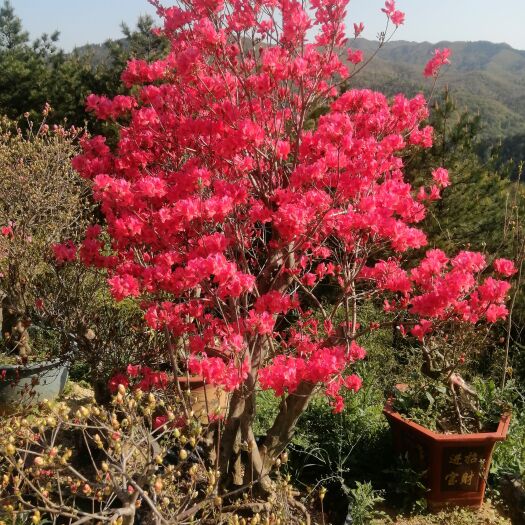 岳西县国旗红杜鹃 大别山映山红先花后叶品种