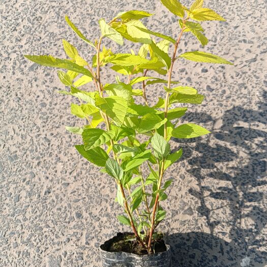 杭州粉花绣线菊，麻叶绣线菊，金山绣线菊，金焰绣线菊