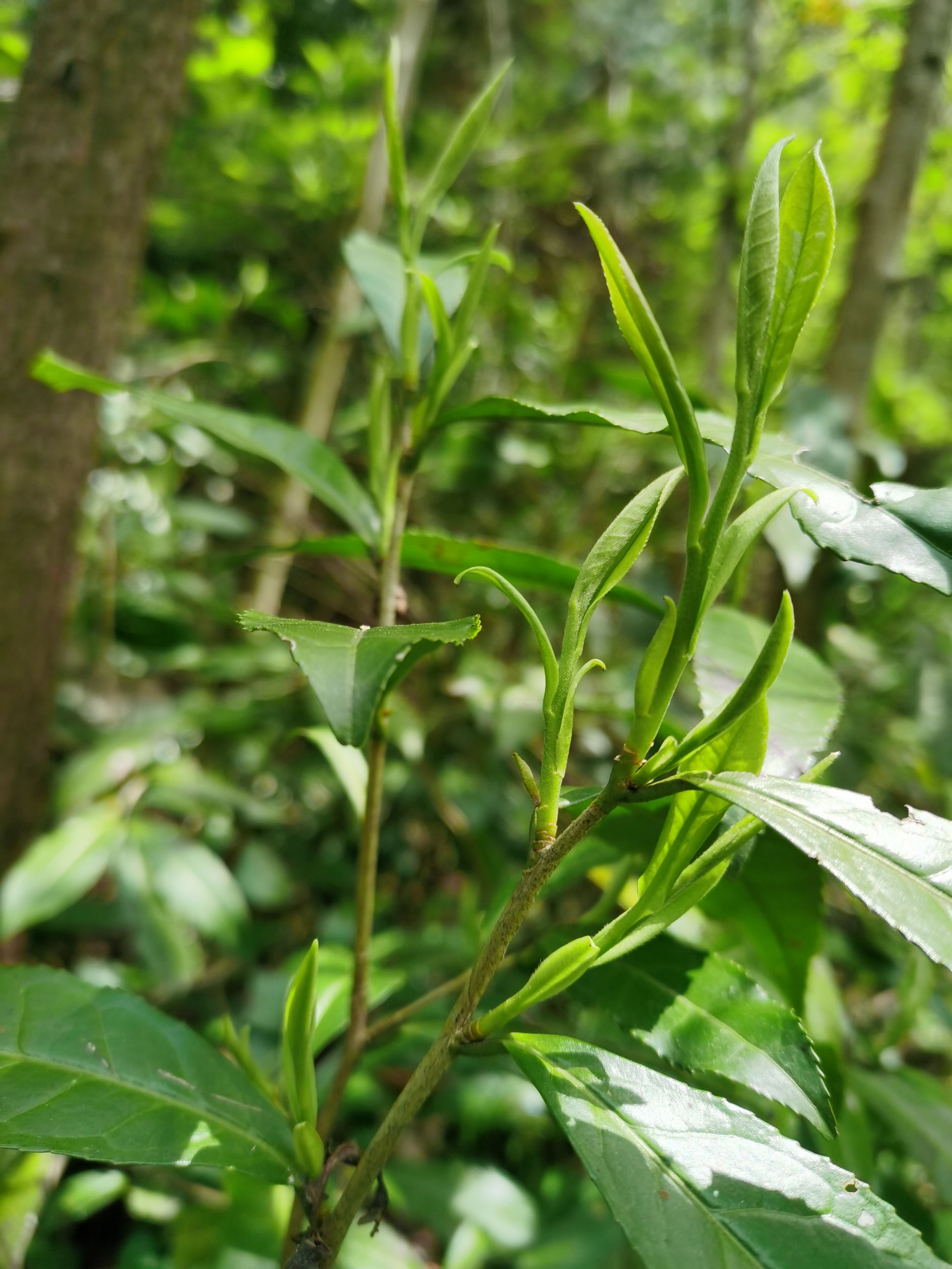 绿茶  2025明前深山野茶，高山云雾茶