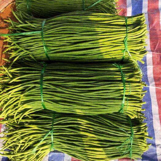 徐闻县长豇豆 精品豆角大量上市