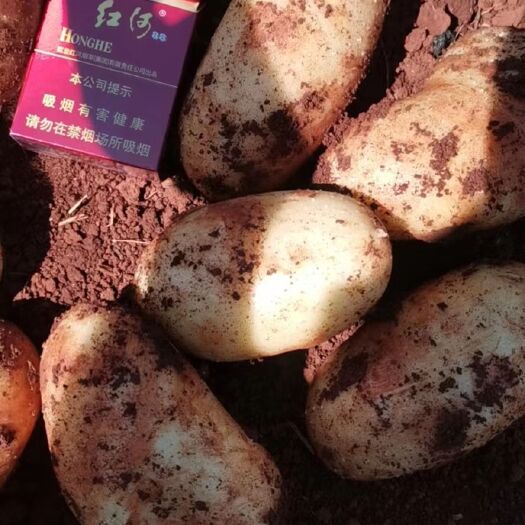 开远市土豆  黄皮果 V7黄皮黄心