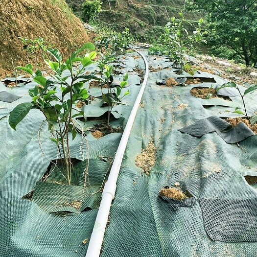 东莞市茶叶，药材，柑橘使用的环保可降解生态 防草布 透气渗水