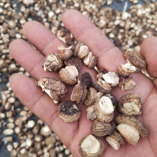 香菇，小香菇，两公分以下，质优价廉