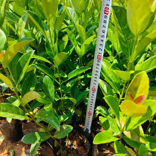 宜良县天目琼花 欧洲荚蒾16杯中苗10杯小苗