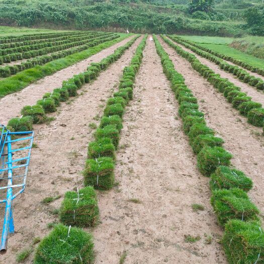 重庆市草 台弯2号，各种草坪批发