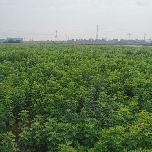 西安艾草，鲜艾