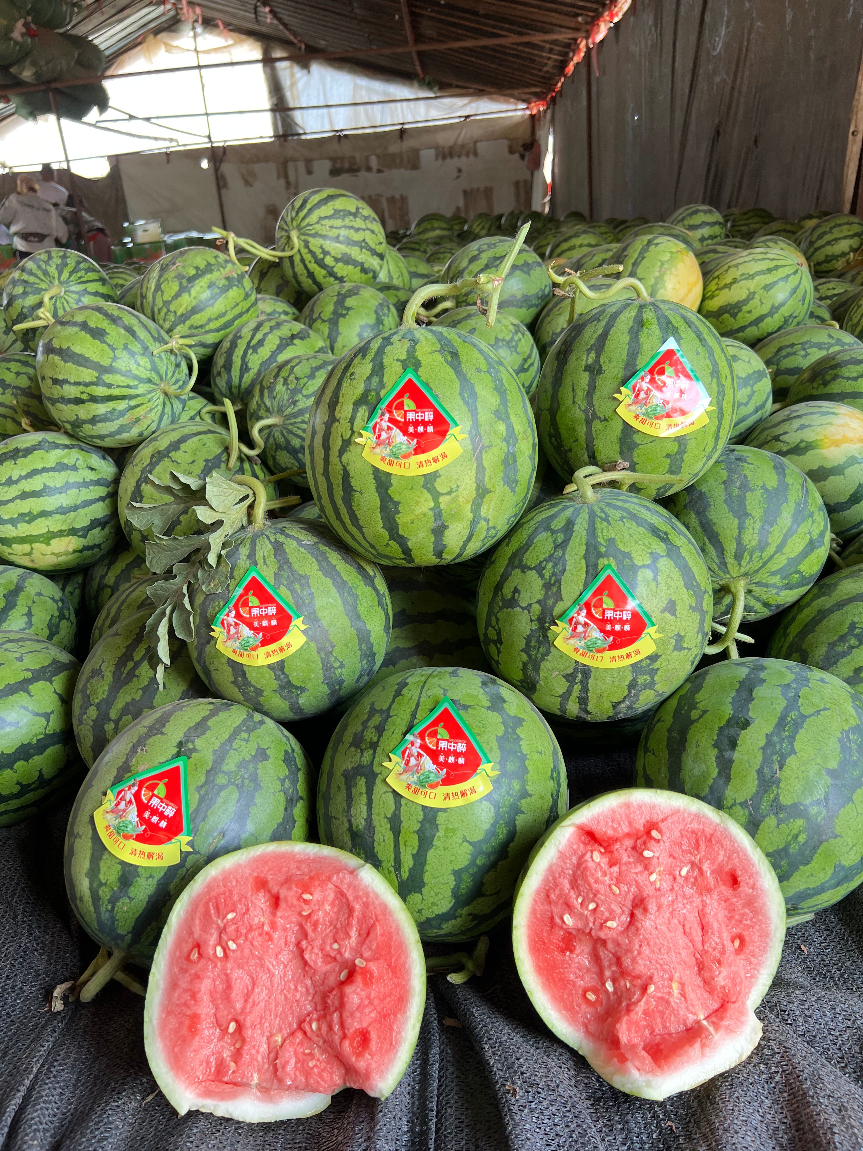 中宁县无籽西瓜  8424老百姓都喜欢吃的西瓜。