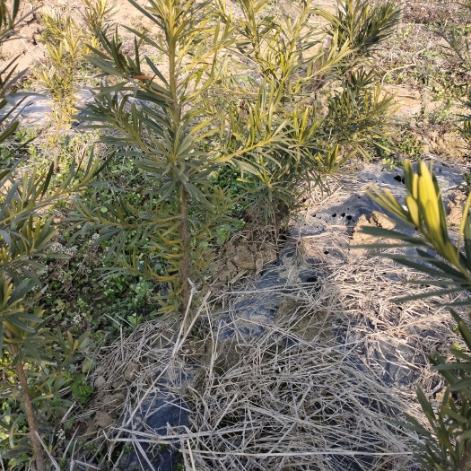 新野县雀舌罗汉松