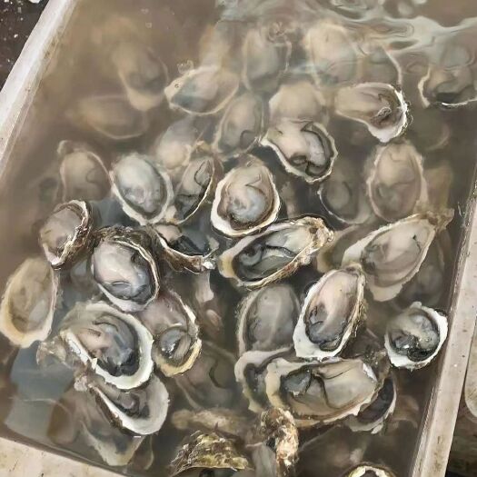 饶平县珍珠蚝  生蚝均当天海捕发货，保证鲜活，变质包赔，原产地直发