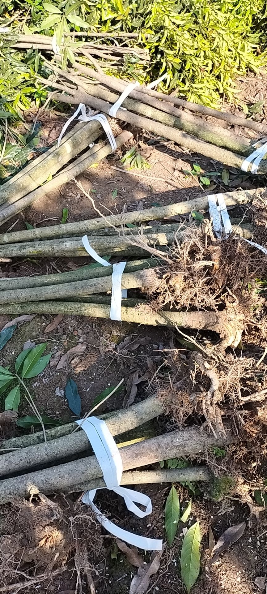 浦城县丹桂征地苗一米伍切杆