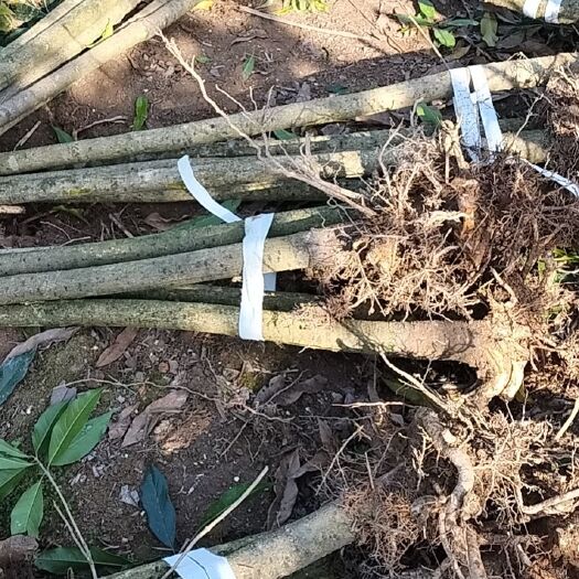 浦城县丹桂征地苗一米伍切杆