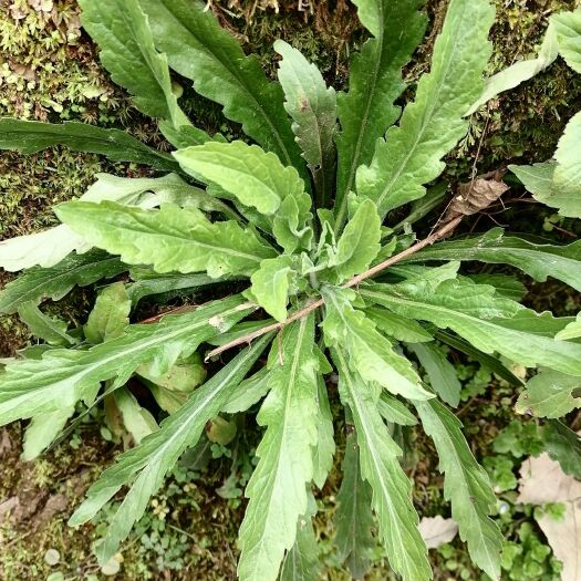 重庆市小蓬草 小飞蓬    天然