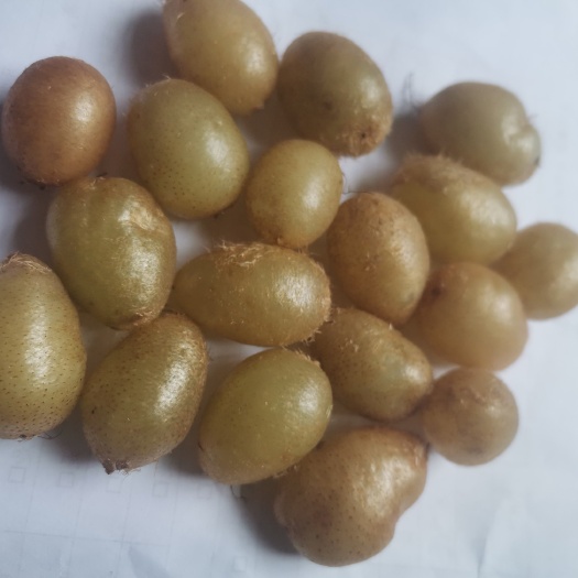 紫云县贵州石黄皮，肾蕨果现采现发。