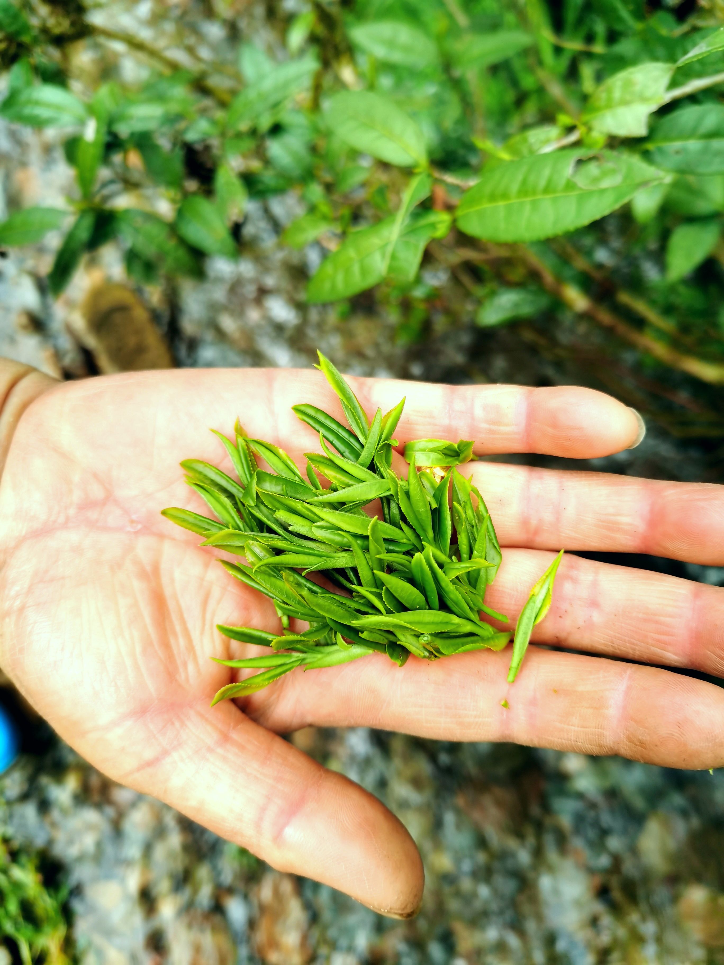 绿茶  2025明前深山野茶，高山云雾茶