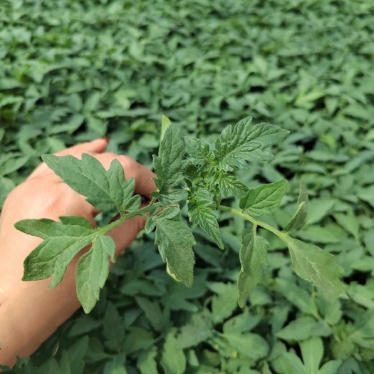寿光市大红番茄苗 大红西红柿苗 耐热红果思贝德 先正达西红柿苗
