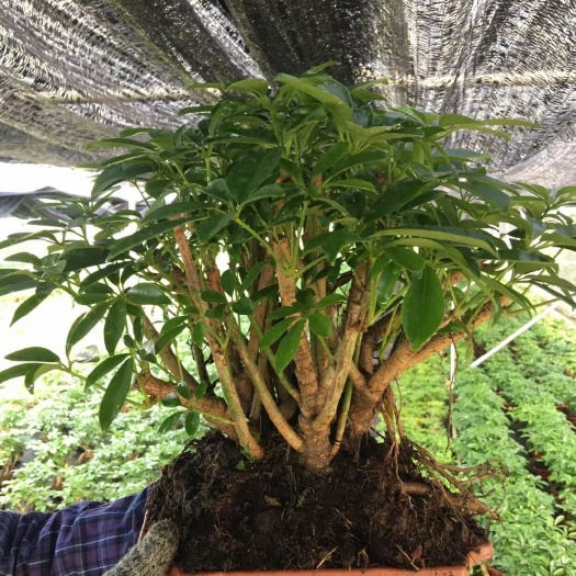 佛山鸭脚木盆栽 鸭脚木老树桩盆景